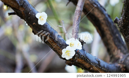 White plum flower blooming on branches with no leaf. In early spring. 124991905