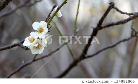 White plum flower blooming on branches with no leaf. In early spring. 124991906