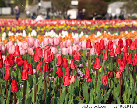Colorful and vibrant tulip fields (Akebonoyama Agricultural Park, Kashiwa City, Chiba Prefecture) 124991915