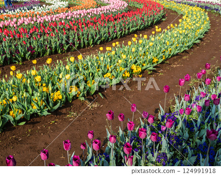 Colorful and vibrant tulip fields (Akebonoyama Agricultural Park, Kashiwa City, Chiba Prefecture) 124991918