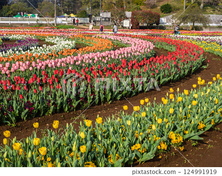 色彩繽紛、生氣勃勃的鬱金香田（千葉縣柏市曙山農業公園） 124991919
