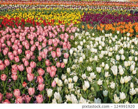 Colorful and vibrant tulip fields (Akebonoyama Agricultural Park, Kashiwa City, Chiba Prefecture) Colorful and vibrant tulip fields (Akebonoyama Agricultural Park, Kashiwa City, Chiba Prefecture) 124991920