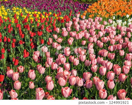 Colorful and vibrant tulip fields (Akebonoyama Agricultural Park, Kashiwa City, Chiba Prefecture) 124991921