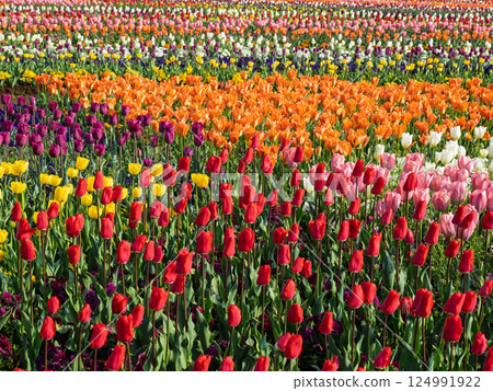 色彩繽紛、生氣勃勃的鬱金香田（千葉縣柏市曙山農業公園） 124991922