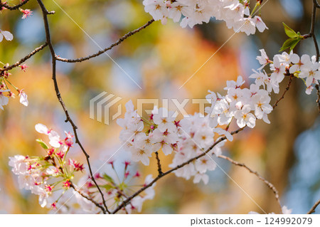 2025年台場的櫻花盛開 124992079