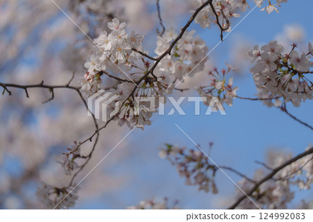 Beautiful cherry blossoms in Odaiba in 2025 124992083