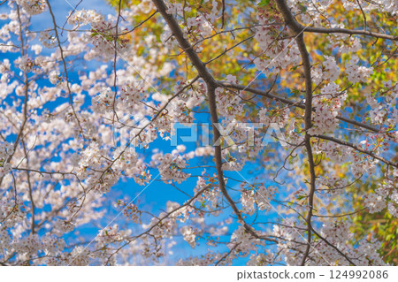 Beautiful cherry blossoms in Odaiba in 2025 Beautiful cherry blossoms in Odaiba in 2025 124992086