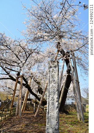 位於埼玉縣北本市石戶宿東光寺的天然紀念物石戶花葉櫻 位於埼玉縣北本市石戶宿東光寺的天然紀念物石戶花葉櫻 124992111