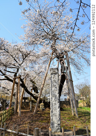 位於埼玉縣北本市石戶宿東光寺的天然紀念物石戶花葉櫻 位於埼玉縣北本市石戶宿東光寺的天然紀念物石戶花葉櫻 124992112