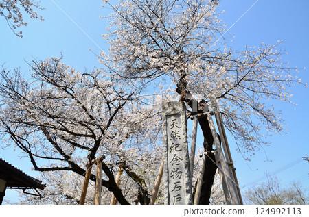 位於埼玉縣北本市石戶宿東光寺的天然紀念物石戶花葉櫻 位於埼玉縣北本市石戶宿東光寺的天然紀念物石戶花葉櫻 124992113