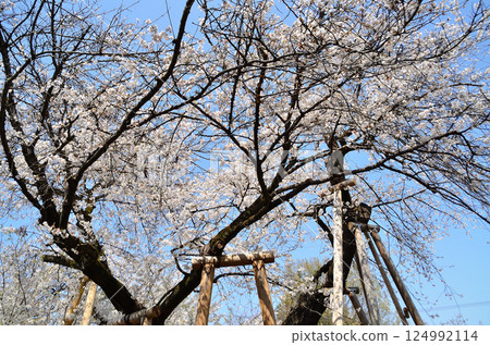 位於埼玉縣北本市石戶宿東光寺的天然紀念物石戶花葉櫻 位於埼玉縣北本市石戶宿東光寺的天然紀念物石戶花葉櫻 124992114