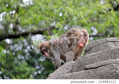 Male Japanese macaque showing off his butt 124992121