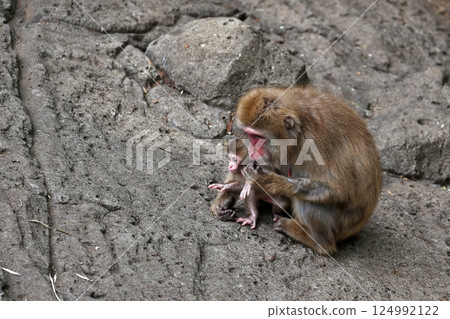 一隻日本獼猴媽媽緊緊抱著她的寶寶 124992122
