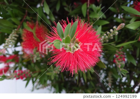 A red brushwood flower A red brushwood flower 124992199
