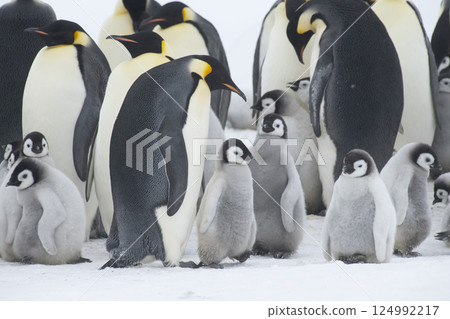 Colony of emperor penguins at Snow Hill Island, Weddell Sea, Antarctica, Polar Regions Colony of emperor penguins at Snow Hill Island, Weddell Sea, Antarctica, Polar Regions 124992217