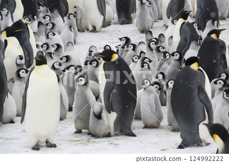 Colony of emperor penguins at Snow Hill Island, Weddell Sea, Antarctica, Polar Regions Colony of emperor penguins at Snow Hill Island, Weddell Sea, Antarctica, Polar Regions 124992222