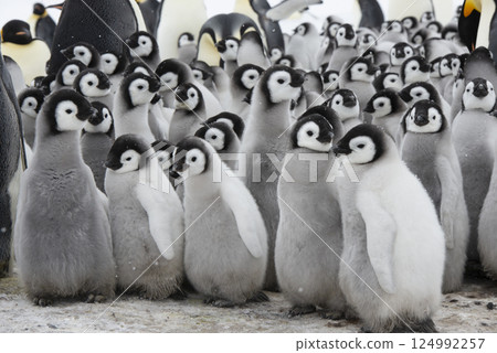 Colony of emperor penguins at Snow Hill Island, Weddell Sea, Antarctica, Polar Regions 124992257