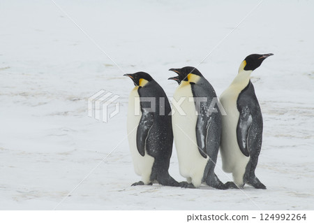 Emperor Penguins on the ice in Antarctica Emperor Penguins on the ice in Antarctica 124992264