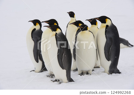 Emperor Penguins on the ice in Antarctica Emperor Penguins on the ice in Antarctica 124992268
