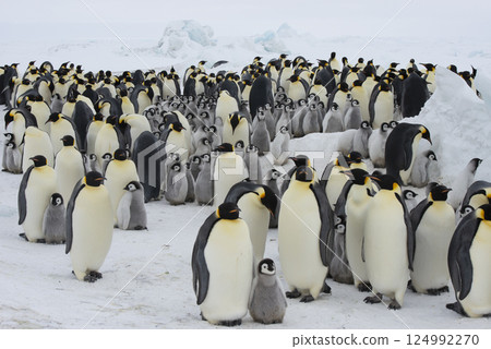Colony of emperor penguins at Snow Hill Island, Weddell Sea, Antarctica, Polar Regions 124992270