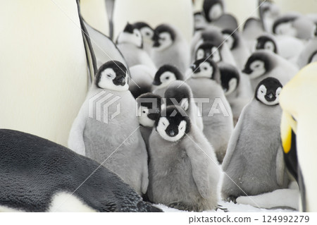 Colony of emperor penguins at Snow Hill Island, Weddell Sea, Antarctica, Polar Regions 124992279