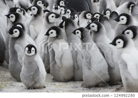 Colony of emperor penguins at Snow Hill Island, Weddell Sea, Antarctica, Polar Regions 124992280