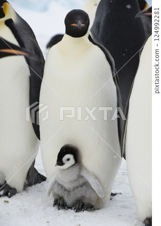 An Emperor Penguin with chick at the Emperor Penguin Colony at Snow Hill, Weddell Sea, Antarctica. October 2018.  124992281