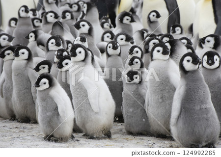 Colony of emperor penguins at Snow Hill Island, Weddell Sea, Antarctica, Polar Regions Colony of emperor penguins at Snow Hill Island, Weddell Sea, Antarctica, Polar Regions 124992285