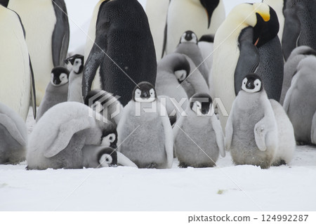 Colony of emperor penguins at Snow Hill Island, Weddell Sea, Antarctica, Polar Regions Colony of emperor penguins at Snow Hill Island, Weddell Sea, Antarctica, Polar Regions 124992287