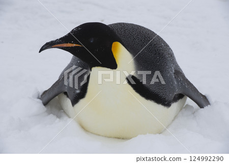 Emperor penguin. isolated on white background 124992290