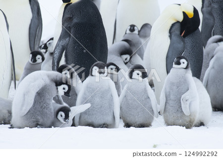 Colony of emperor penguins at Snow Hill Island, Weddell Sea, Antarctica, Polar Regions Colony of emperor penguins at Snow Hill Island, Weddell Sea, Antarctica, Polar Regions 124992292