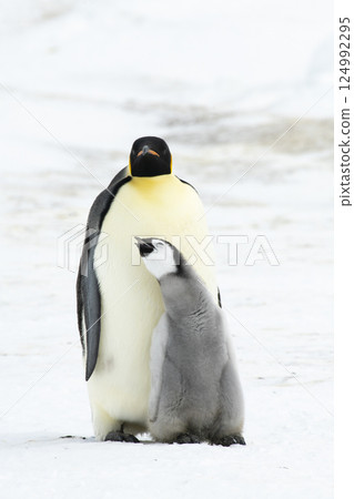 An Emperor Penguin with chick at the Emperor Penguin Colony at Snow Hill, Weddell Sea, Antarctica. October 2018. An Emperor Penguin with chick at the Emperor Penguin Colony at Snow Hill, Weddell Sea, Antarctica. October 2018. 124992295