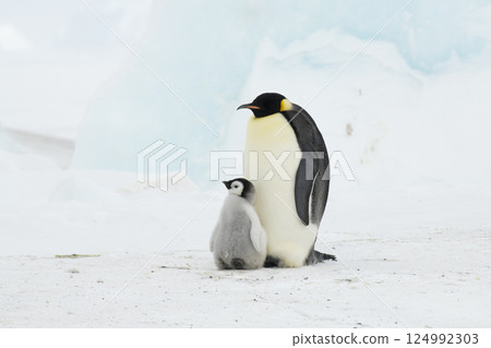 An Emperor Penguin with chick at the Emperor Penguin Colony at Snow Hill, Weddell Sea, Antarctica. October 2018. An Emperor Penguin with chick at the Emperor Penguin Colony at Snow Hill, Weddell Sea, Antarctica. October 2018. 124992303