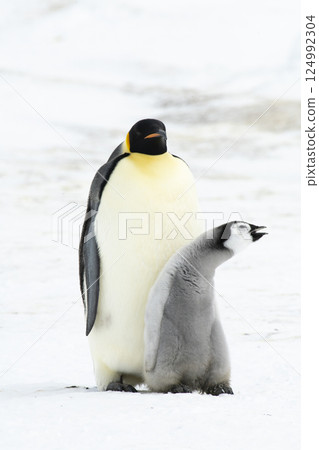An Emperor Penguin with chick at the Emperor Penguin Colony at Snow Hill, Weddell Sea, Antarctica. October 2018.  124992304