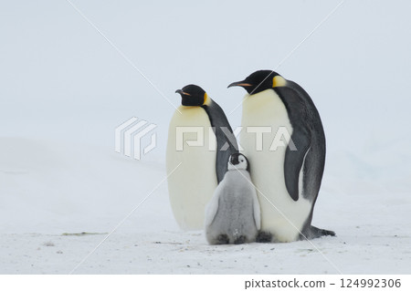 An Emperor Penguin with chick at the Emperor Penguin Colony at Snow Hill, Weddell Sea, Antarctica. October 2018. An Emperor Penguin with chick at the Emperor Penguin Colony at Snow Hill, Weddell Sea, Antarctica. October 2018. 124992306