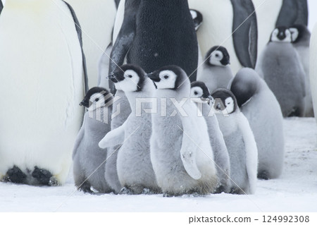 Colony of emperor penguins at Snow Hill Island, Weddell Sea, Antarctica, Polar Regions 124992308