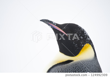 Emperor penguin. isolated on white background 124992309