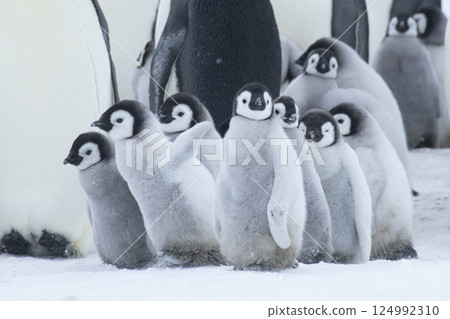 Colony of emperor penguins at Snow Hill Island, Weddell Sea, Antarctica, Polar Regions Colony of emperor penguins at Snow Hill Island, Weddell Sea, Antarctica, Polar Regions 124992310