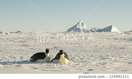 Emperor Penguins on the ice in Antarctica Emperor Penguins on the ice in Antarctica 124992311