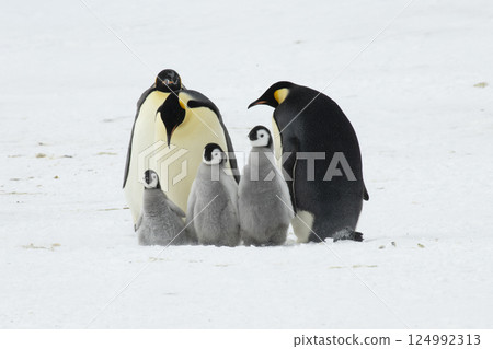 An Emperor Penguin with chick at the Emperor Penguin Colony at Snow Hill, Weddell Sea, Antarctica. October 2018. An Emperor Penguin with chick at the Emperor Penguin Colony at Snow Hill, Weddell Sea, Antarctica. October 2018. 124992313