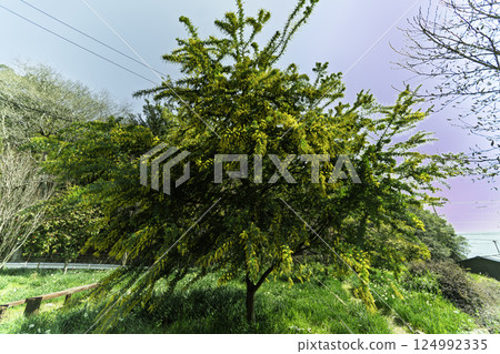 Mimosa blooming in the sunlight Mimosa blooming in the sunlight 124992335