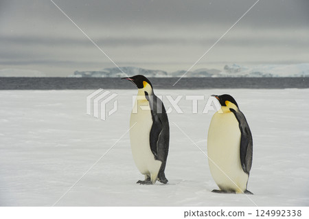Emperor Penguins on the ice in Antarctica  124992338