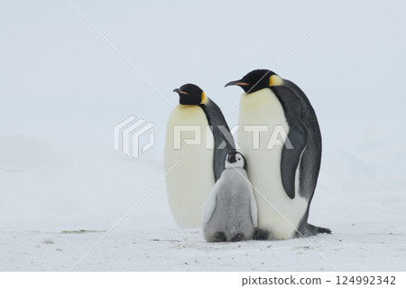 An Emperor Penguin with chick at the Emperor Penguin Colony at Snow Hill, Weddell Sea, Antarctica. October 2018.  124992342