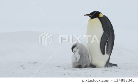 An Emperor Penguin with chick at the Emperor Penguin Colony at Snow Hill, Weddell Sea, Antarctica. October 2018.  124992343