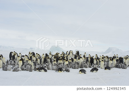 Colony of emperor penguins at Snow Hill Island, Weddell Sea, Antarctica, Polar Regions Colony of emperor penguins at Snow Hill Island, Weddell Sea, Antarctica, Polar Regions 124992345