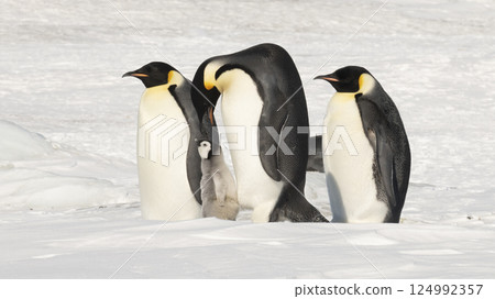 Emperor Penguins with chicks in Antarctica Emperor Penguins with chicks in Antarctica 124992357