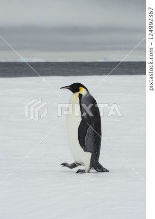 Emperor penguin. isolated on white background 124992367
