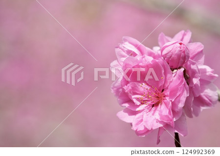 可愛的粉紅桃花春日風景 124992369