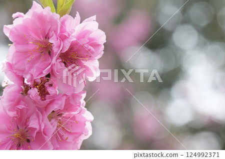 美麗的粉紅色桃花，春天的景色，背景虛化 124992371