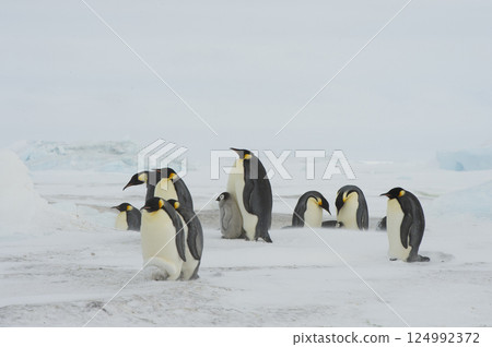 Emperor Penguins on the ice in Antarctica Emperor Penguins on the ice in Antarctica 124992372